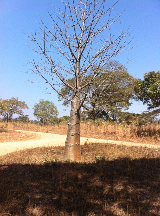 Junger Baobab am Pioneer Camp